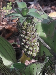 Eucomis comosa