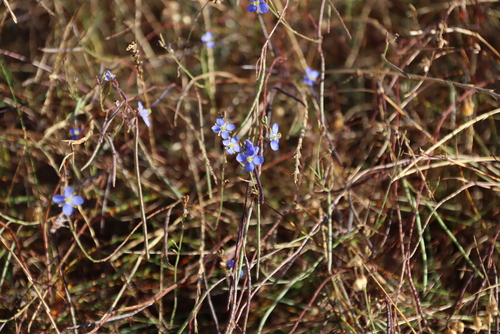 African Sunspurge (Heliophila africana)
