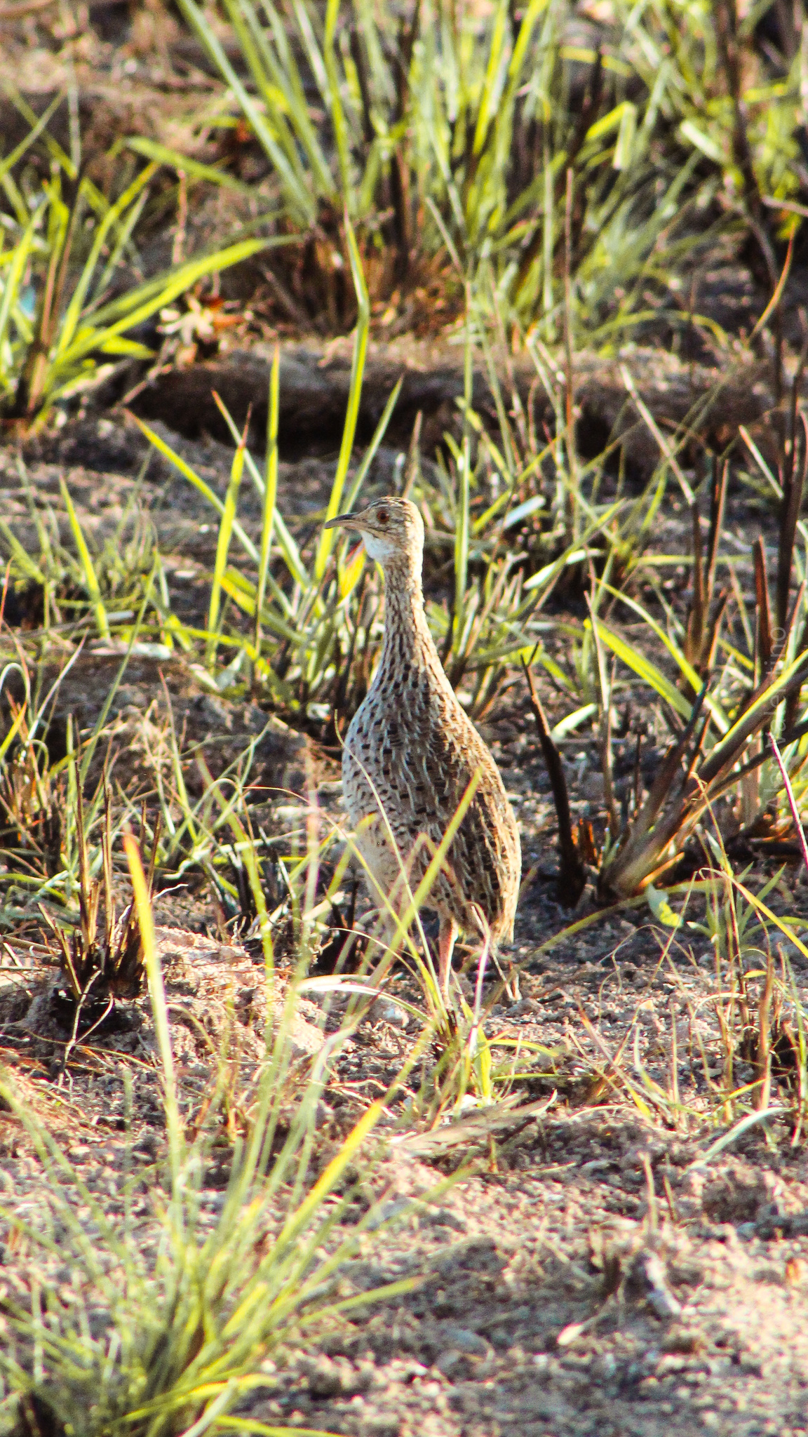 Spotted Nothura (Nothura maculosa)