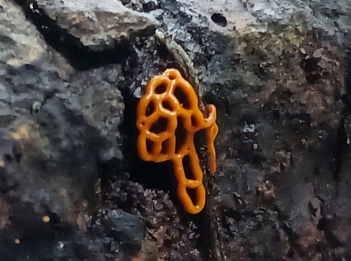 Pretzel slime mold