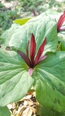 Trillium angustipetalum
