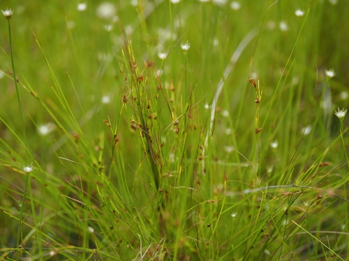 Rhynchospora fujiiana iNat (2)