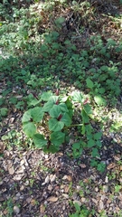 Trillium angustipetalum