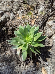 Dudleya candelabrum