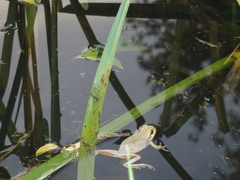 Hyla orientalis