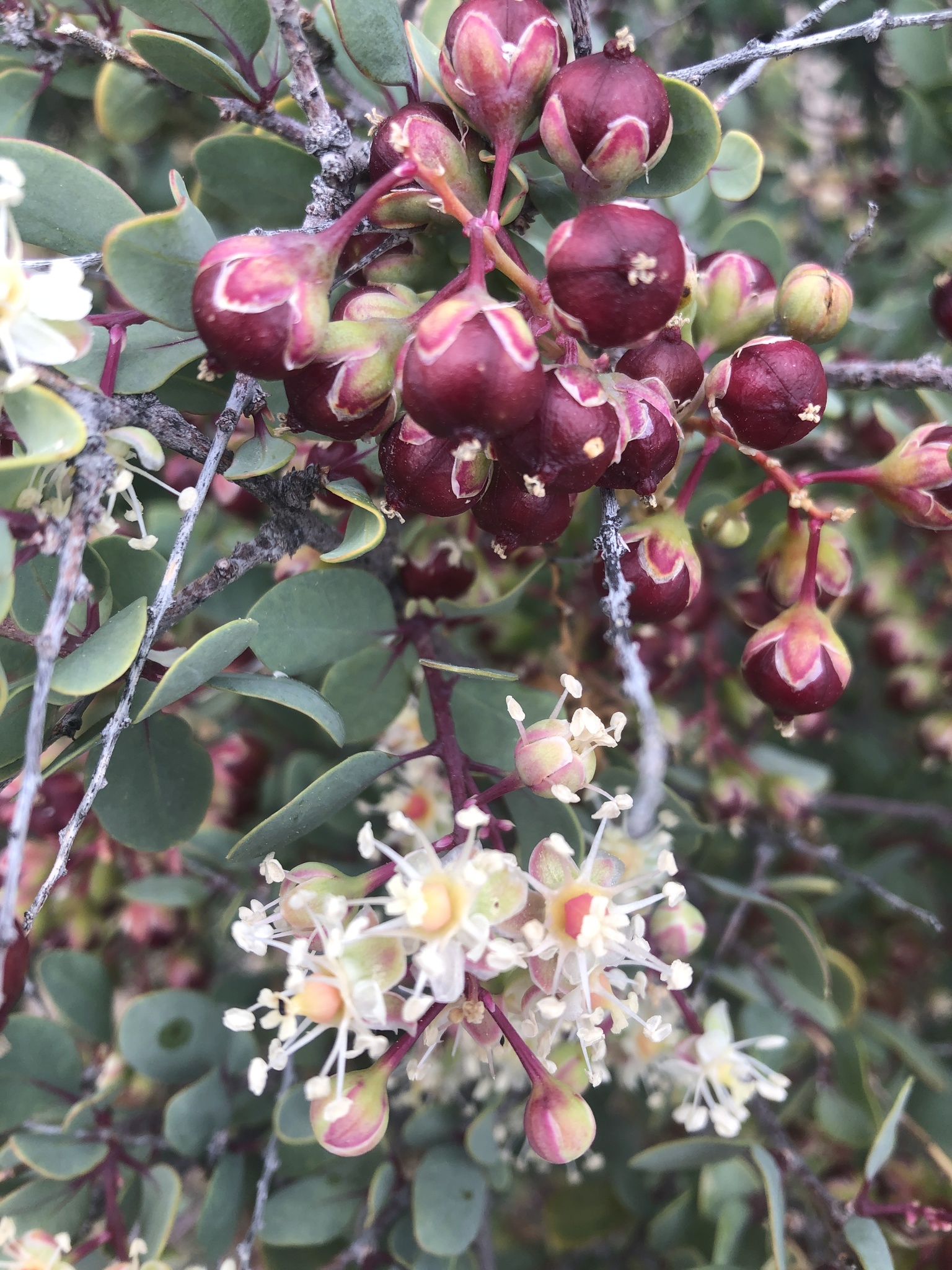 Stegnosperma
