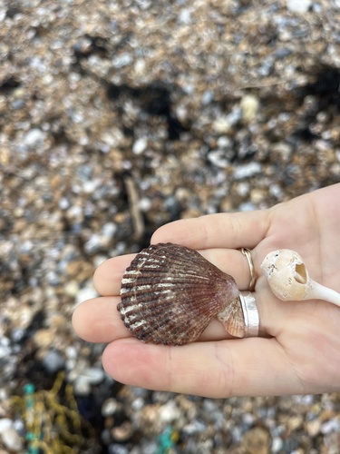 Mimachlamys varia