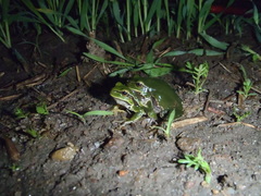 Hyla orientalis