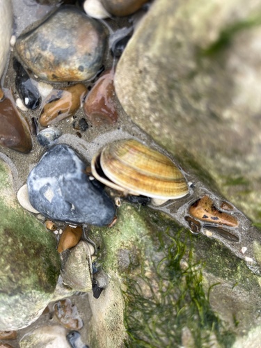 Venerupis corrugata