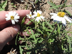 Melampodium cinereum