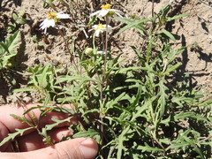Melampodium cinereum