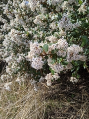 Ceanothus megacarpus insularis