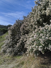 Ceanothus megacarpus insularis