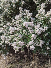 Ceanothus megacarpus insularis