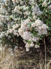 Ceanothus megacarpus insularis