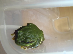 Hyla orientalis