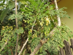 Moringa