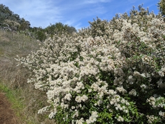 Ceanothus megacarpus insularis