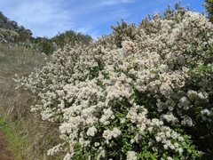 Ceanothus megacarpus insularis