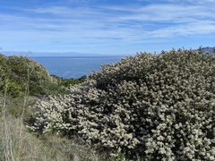 Ceanothus megacarpus insularis