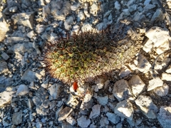 Mammillaria sheldonii