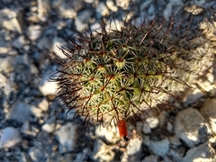 Mammillaria sheldonii