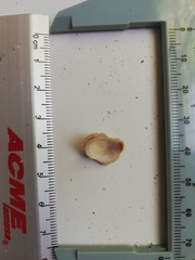 Pilosabia trigona