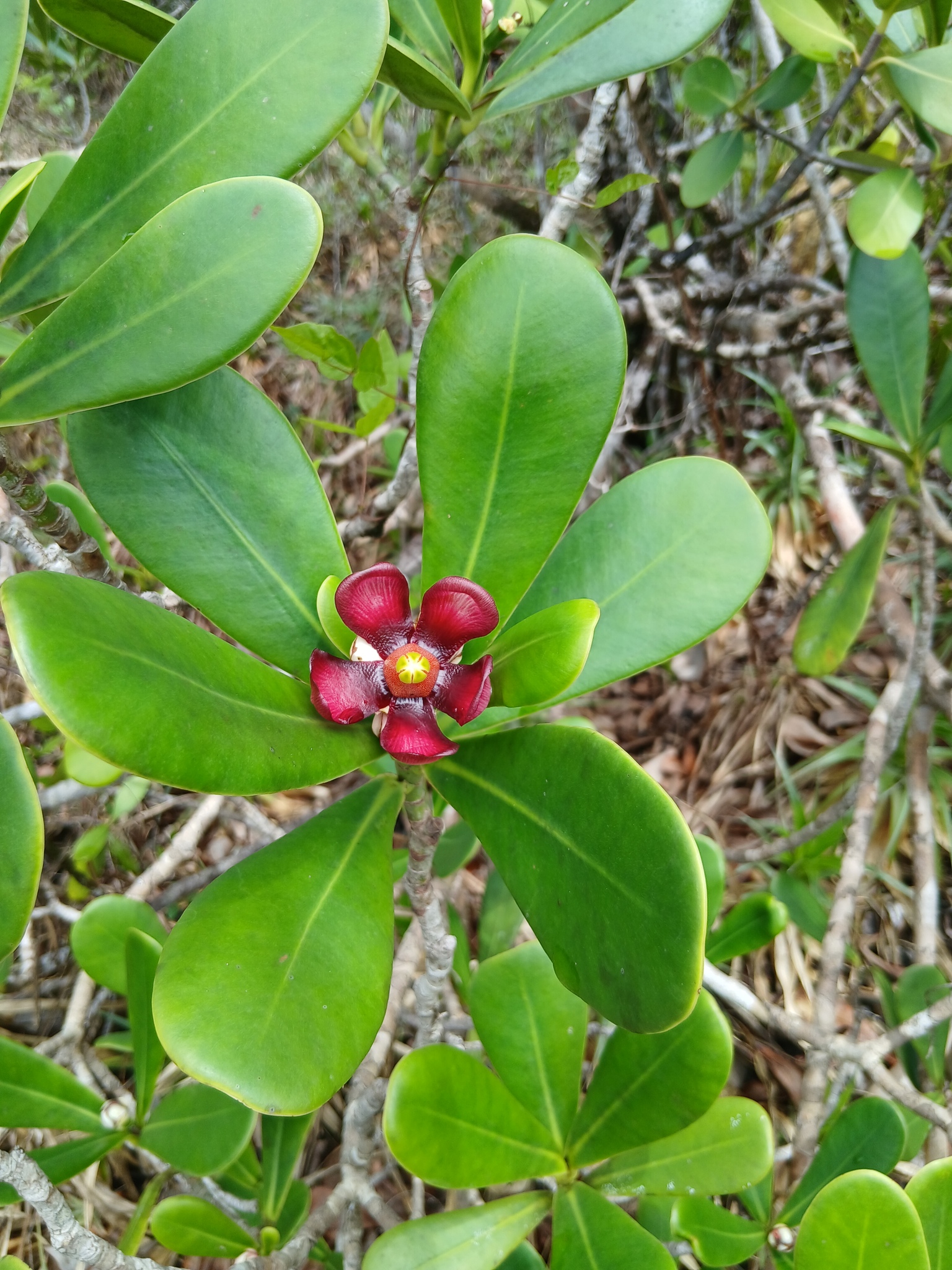 Imagem de Abaneiro
