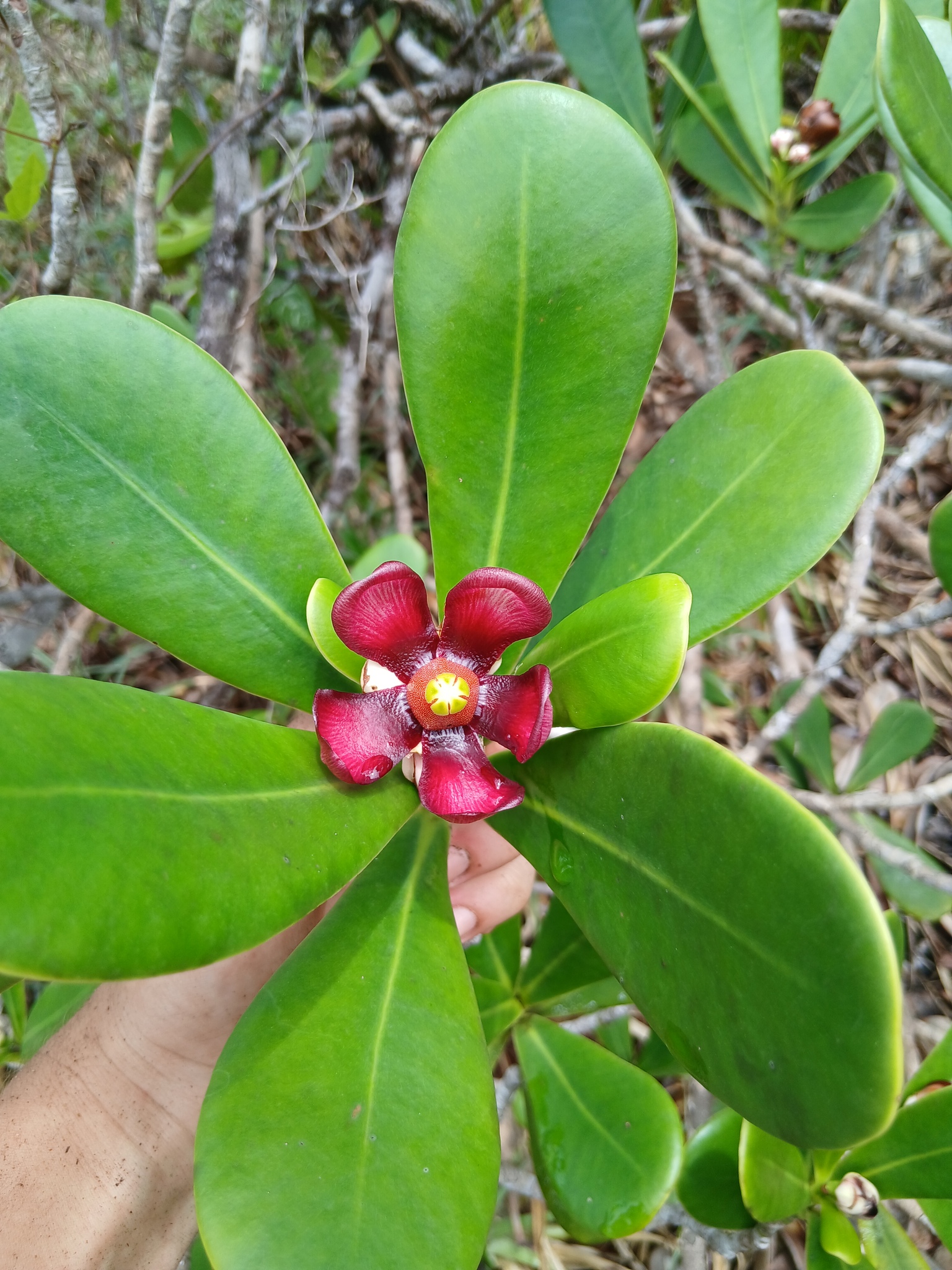 Imagem de Abaneiro