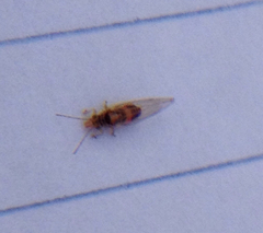 Glycaspis brimblecombei