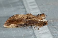 Allodonta austrocollaris