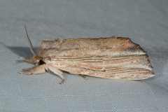 Ambadra modesta