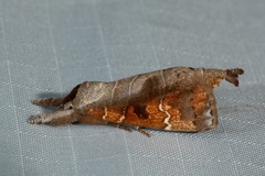 Clostera bramah