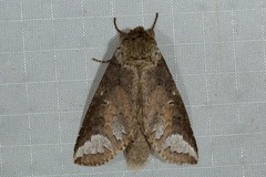 Disparia sundana
