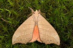 Gangarides splendidus