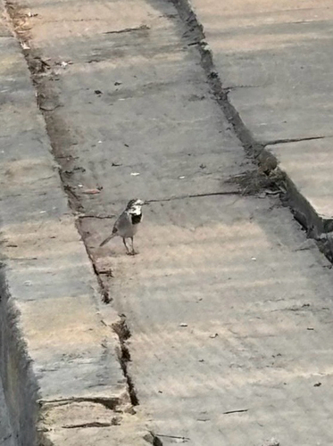White Wagtail