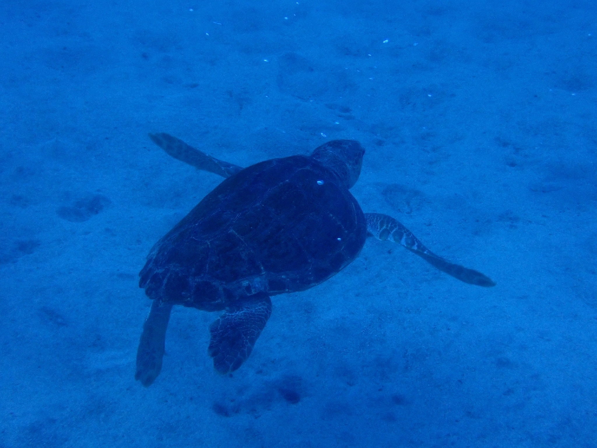 Tortuga-marina caguama