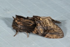 Semidonta nigribasis