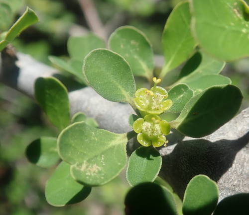 Euphorbia agatheae