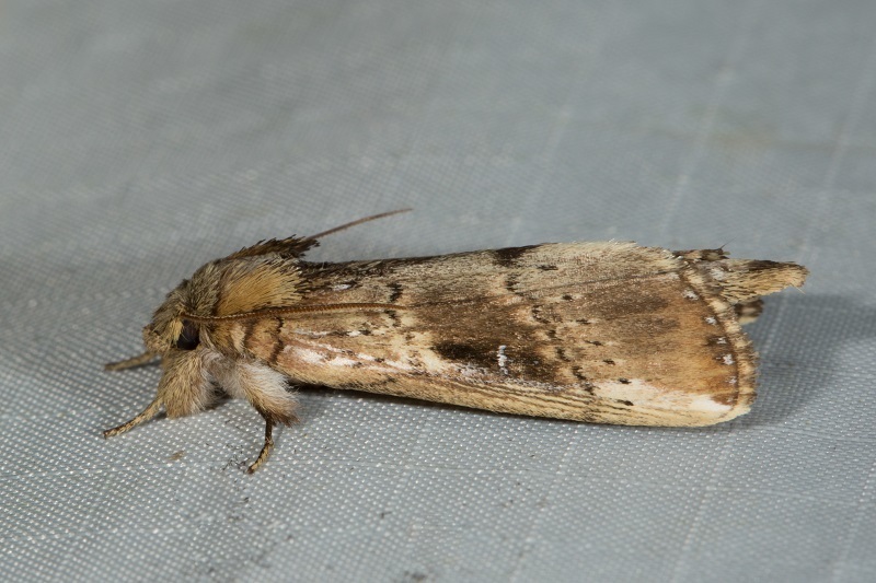 Niganda cyttarrosticta