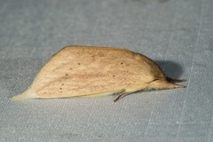 Saliocleta