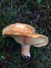 Lactarius aestivus