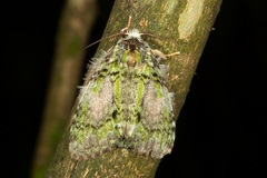 Somera viridifusca
