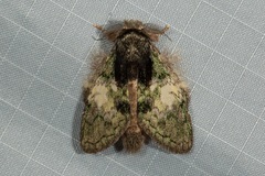 Syntypistis charistera