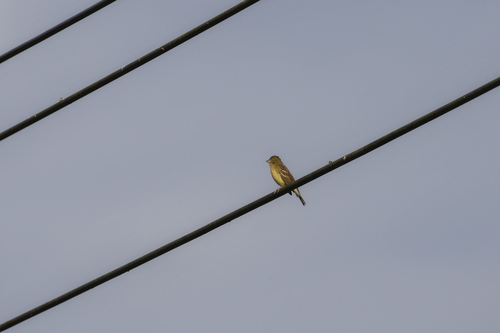 Yellow Bunting (Emberiza sulphurata)