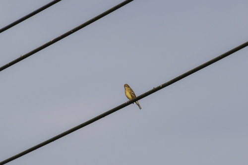 Yellow Bunting (Emberiza sulphurata), photo 2