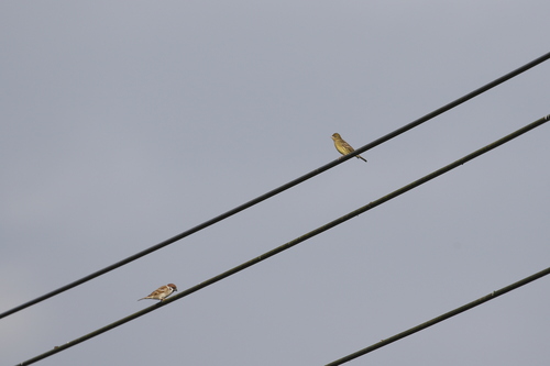 Yellow Bunting (Emberiza sulphurata), photo 6