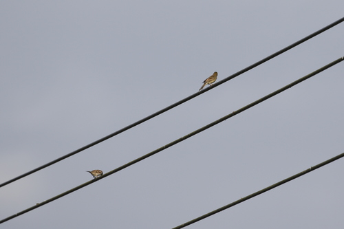 Yellow Bunting (Emberiza sulphurata), photo 8