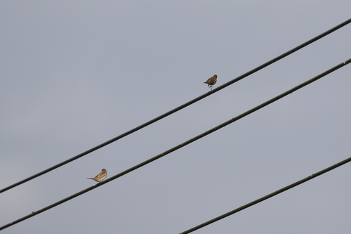 Yellow Bunting (Emberiza sulphurata), photo 7