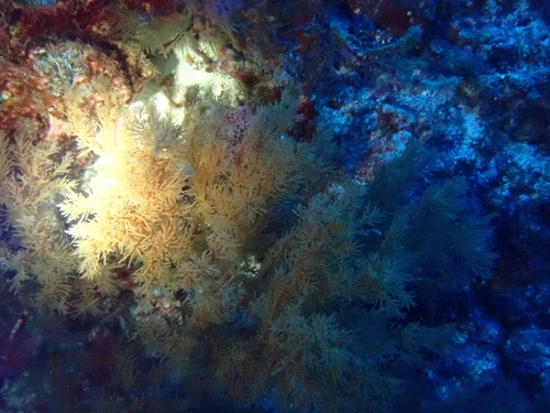 Black Coral